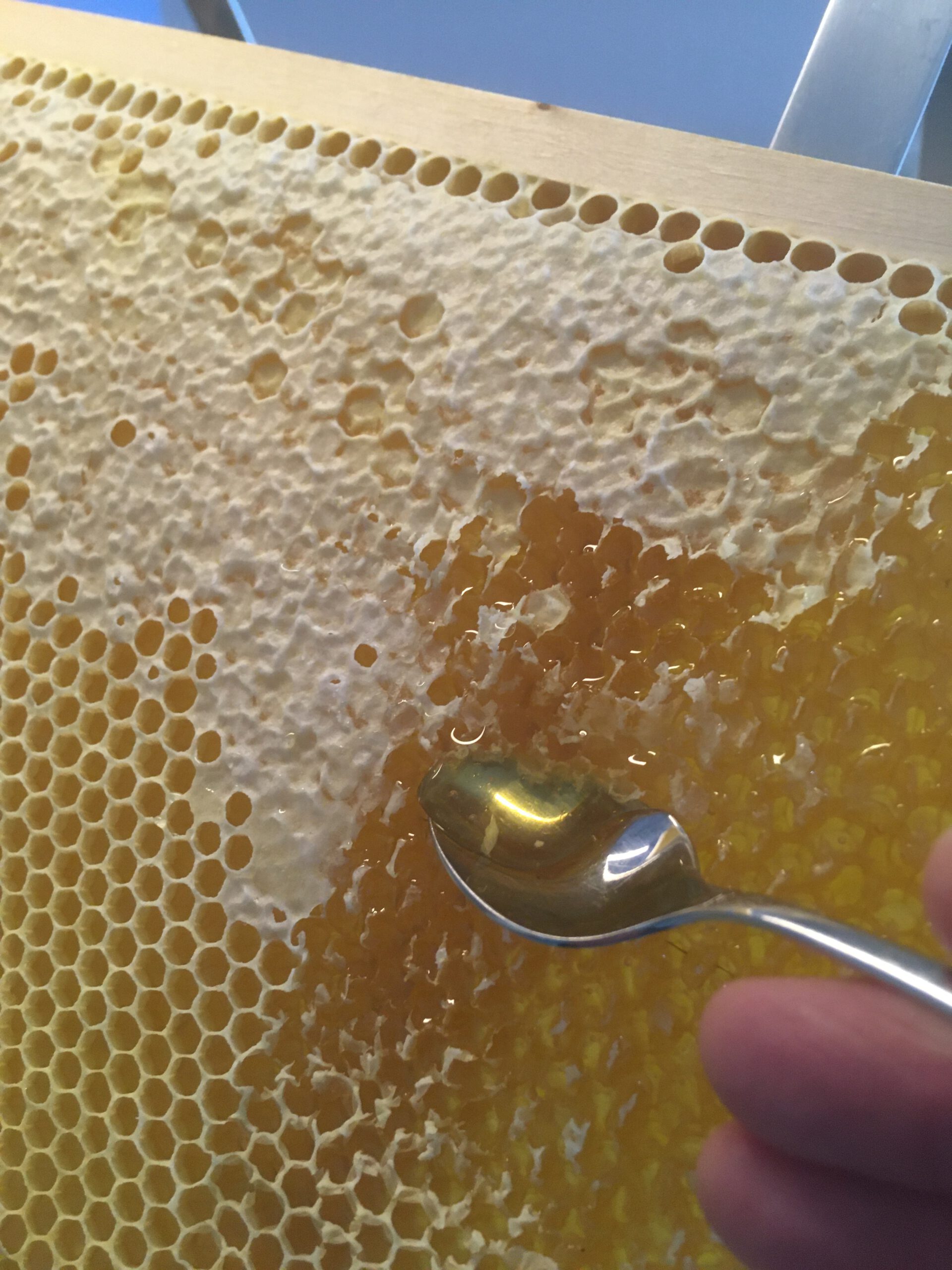 Honig aus Ostfriesland